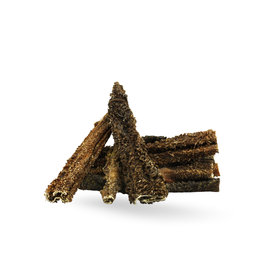 агнешкошкембе